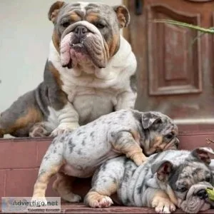 top quality bulldogs for sale