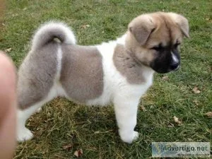 Akita pups For Sale