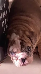 English Bulldog Pups