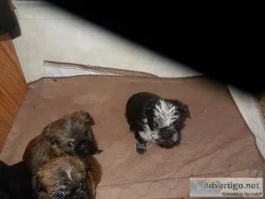 Puppy