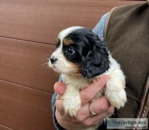 Adorable Cavalier King Charles puppies