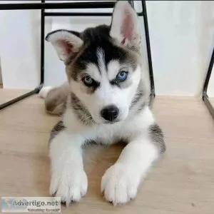 Beautiful Full breed Siberian husky puppies