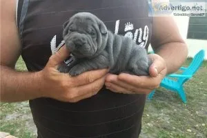AKC Chinese SHAR PEI puppies
