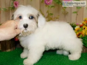 Chicago Havanese Babies. NonsheddingAllergy Free.