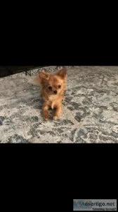 Long hair chihuahua