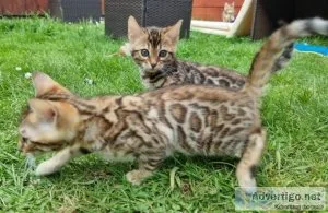 Beautiful litter of kittens