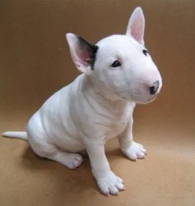 Bull Terriers Puppies - Ready Now