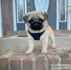 Beautiful litter of pug puppies. Both parents are PDE clear so p