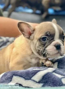 French bulldog puppies