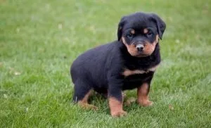 Stunning Rottie Babies Ready
