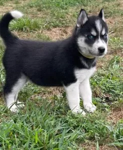 Siberian husky 6weeks (female)