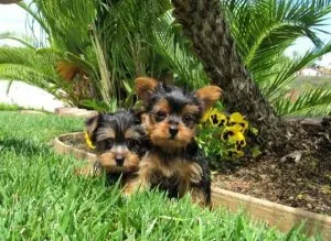 Little Yorkshire terrier puppies