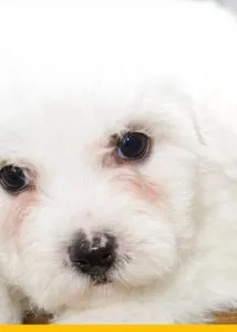 7 weeks Bincho Frise (female)