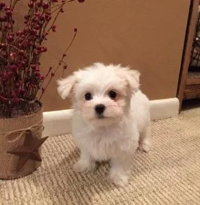 Cute and healthy puppies are looking for a home.