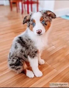 Beautiful Australian Shepard puppies  for sale