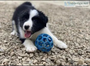 available a stunning litter of Border Collies