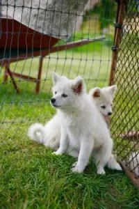 American Eskimo puppies rehoming