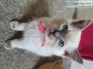 Pedigree Ragdoll Kittens