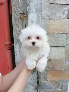 Beautiful Shih Tzu Pup
