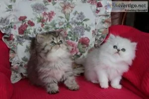 Beautiful Persian Kittens