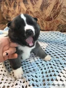Long haired American Akita puppies