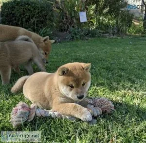Female Shiba Inu Pups