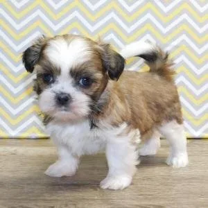 Shih Tzu puppies full pedigree