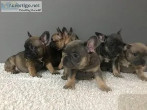 Lilac and Tan Female French Bulldog Pups