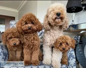 poodle puppies for sale
