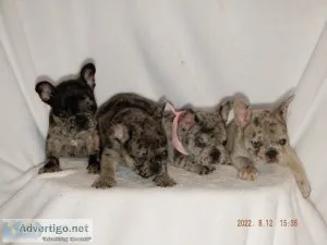 AKC Lilac Merle French Bulldog pups