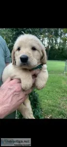 Labradoodle puppy (boy) MAX