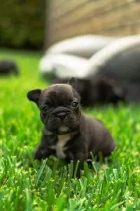 Cute French Bulldog puppies