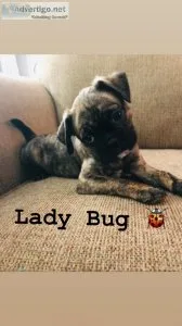 Buggs-Boston TerrierPugFemaleB rindle