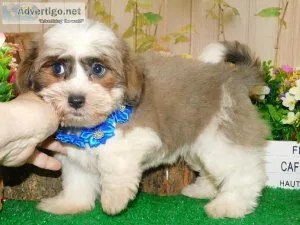 Chicago Shih Tzu Mix Type Baby. NonsheddingAllergy Free.