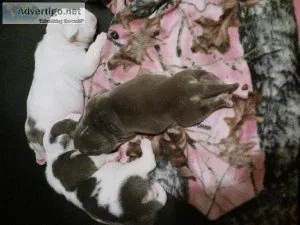 American bully puppies