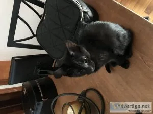 Polydactyl kittens