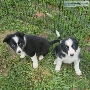 Border Collie Puppies