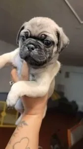 Cute and Adorable Pug Puppies for Sale