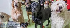 Best Doggie Daycare Services in Tacoma
