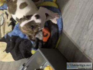 Two sweet pups for rehoming