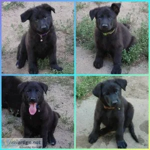 AKC Black German Shepherd Puppies