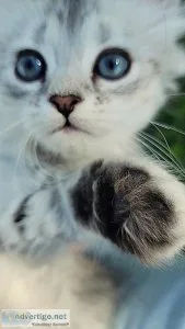 Purdoll Kittens