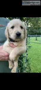 Labradoodle puppy (girl) LOLA