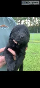 Labradoodle puppy (girl) LUNA