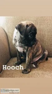 Bugg Boston TerrierPug MaleBrindle