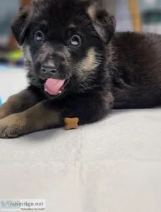 German Shepherd Puppies
