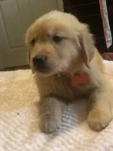 lovely male and female golden retriever puppies