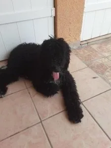 Gente Goldendoodle puppy 8 months old