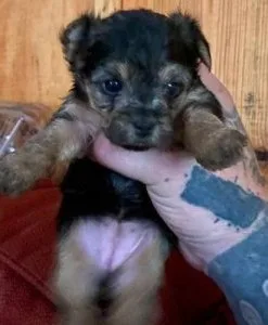 available yorkies available