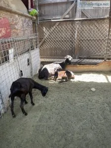 American Lamancha Goats